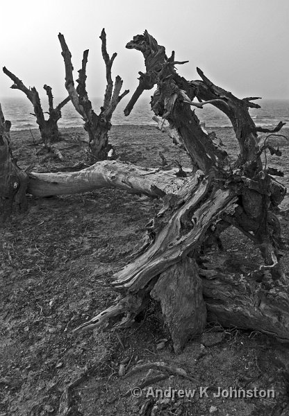 IMG_6775 mono.jpg - Fallen tree at Cove Bay